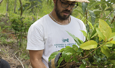 52.250 árvores plantadas