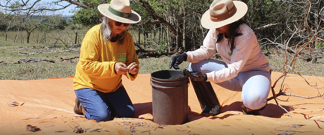 VIVEIROS COMUNITÁRIOS