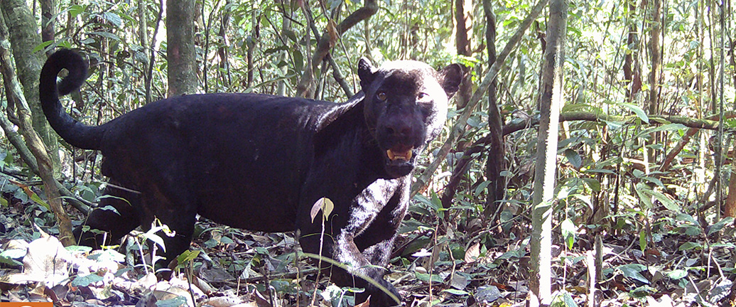 MONITORAMENTO DA BIODIVERSIDADE EM ÁREA PROTEGIDA COM CONCESSÃO FLORESTAL
