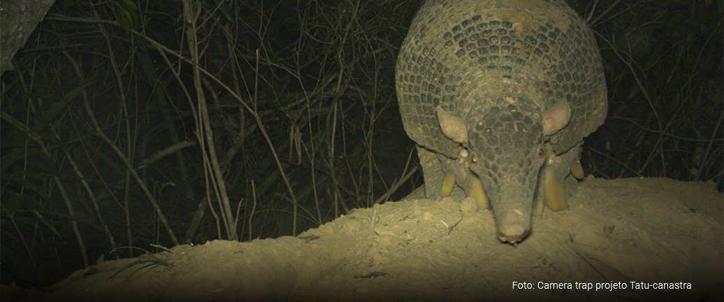 PROJETO TATU-CANASTRA